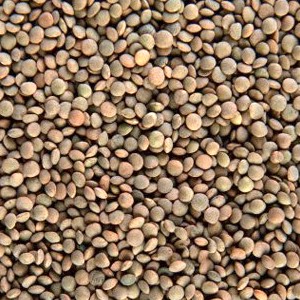 llenties pardina AG.