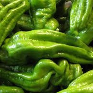 pebrot verd italià