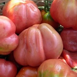 tomàquet rosa ple