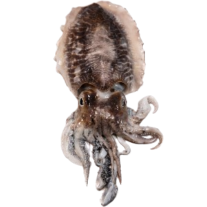 sípia neta 500 g  La Platjeta