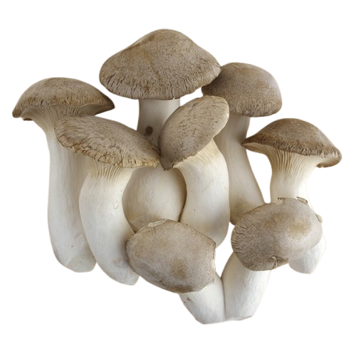 bolet de card 170 g Bolet ben fet