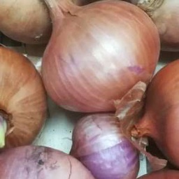 [h034] ceba de figueres